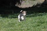 FOX TERRIER 164